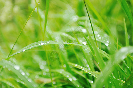 拉因特的GRAS花卉背景图片