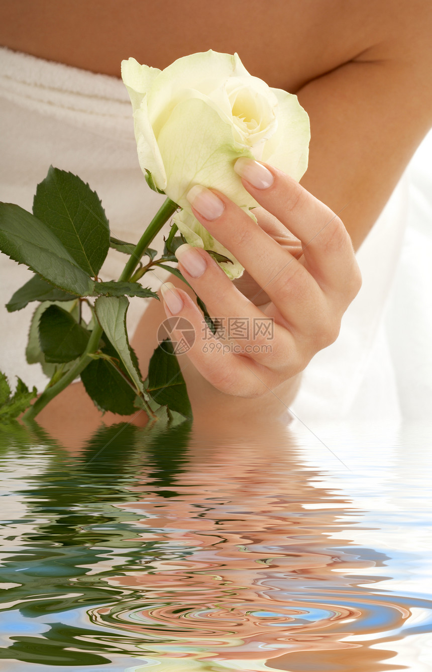 美丽的女人手着水中的玫瑰花蕾图片