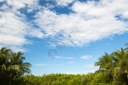 自然背景绿色森林多云的蓝天图片