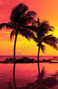度假海滩夏季休闲海滩上的椰子树剪影,红色日落景色图片
