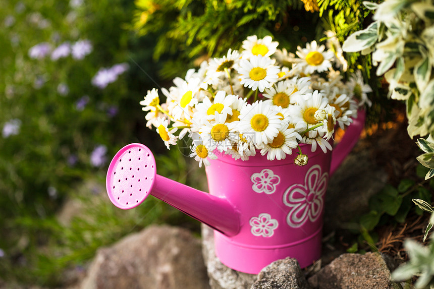 岩石花园里的乡村浇水罐里的雏菊图片