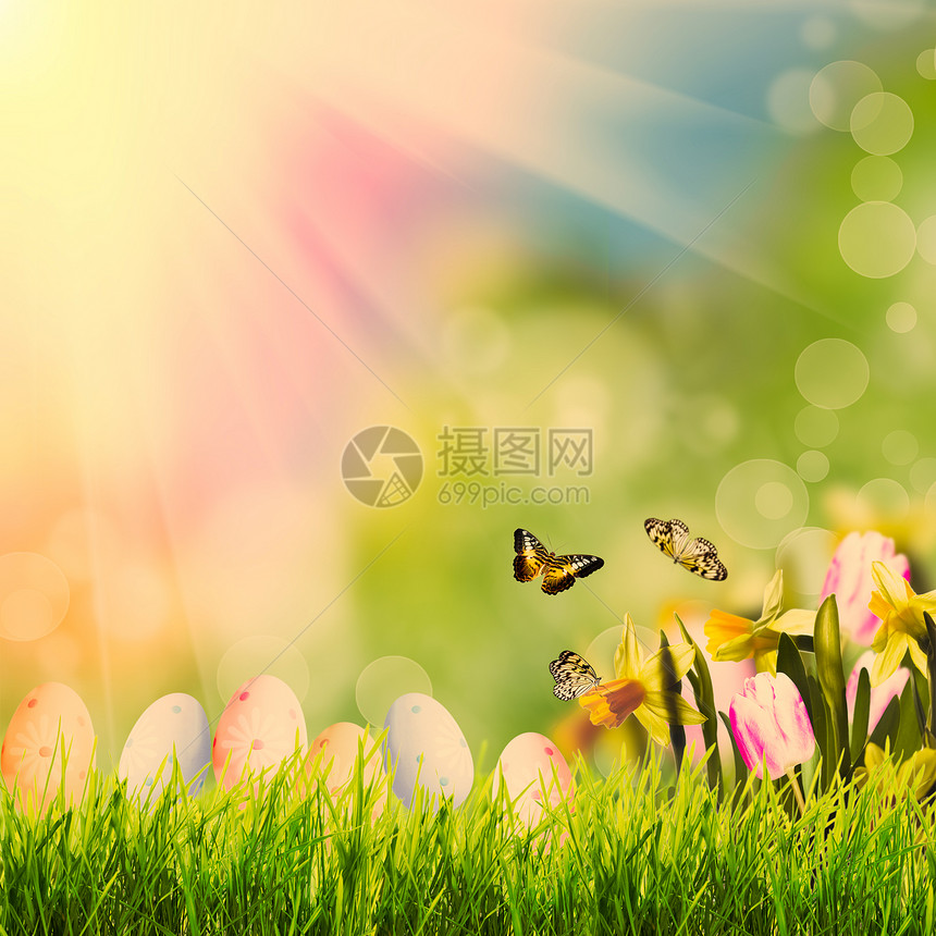 复活节问候与草春天的波克阳光图片
