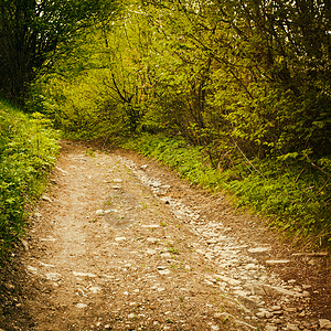 森林里的小路自然背景与树木复古色调图片