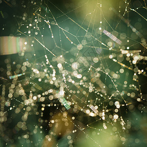 蜘蛛网上晨露的抽象背景自然灵感背景图片