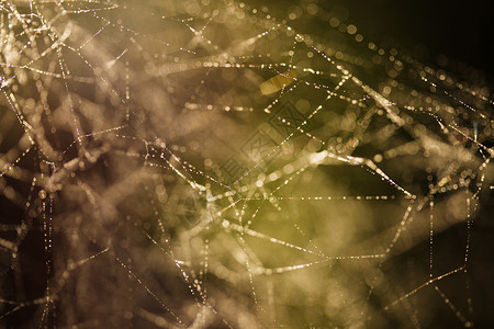 蜘蛛网上晨露的抽象背景自然灵感背景图片