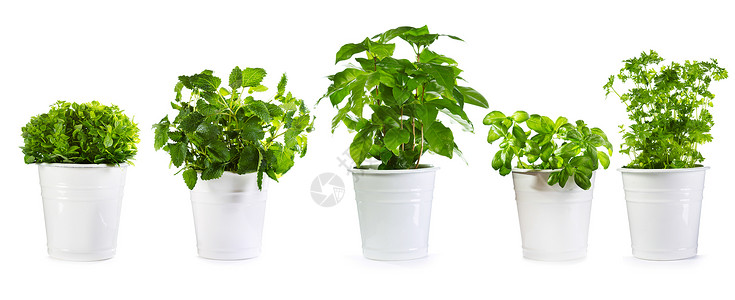 白色背景上分离的盆栽绿色植物背景图片