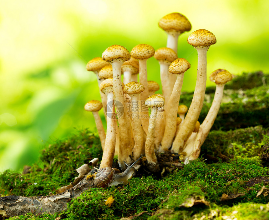蘑菇蜂蜜琼脂森林里图片
