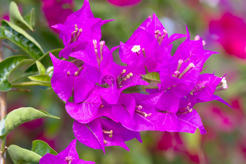 粉红色盛开的花朵映衬着蓝天图片