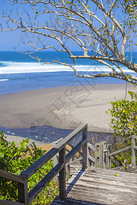 楼梯热带海滩,异国情调的植物棕榈树图片