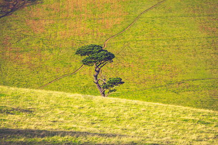 伏的山丘的棵树土地高清图片素材
