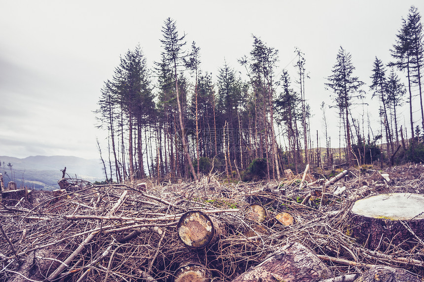 法砍伐林木图片