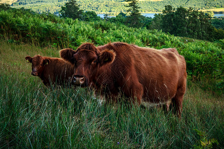 苏格兰高地牛高地上两头红牛背景