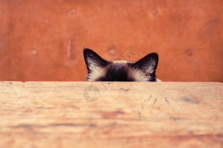 漂亮的猫躲桌子后,只他的耳朵可见的背景图片