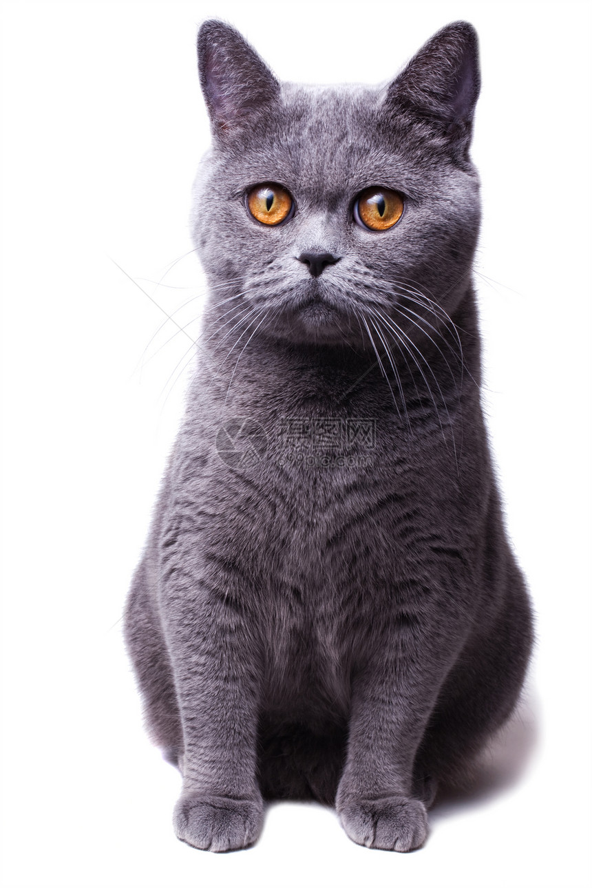 美丽的家灰色英国猫,眼睛孤立白色的背景上图片