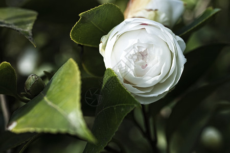 日本茶花白花灌木丛特写xa图片