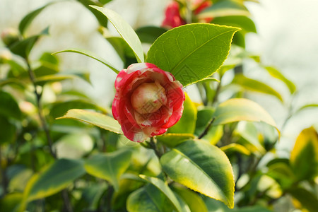 红色山茶日本山茶花粉红色花灌木特写背景