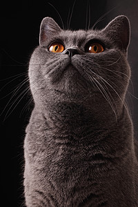 英国灰猫的鼻子,眼睛特写图片