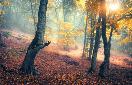 雾中的仙女森林秋天的树林傍晚雾中迷人的秋林老树景观树木,五颜六色的橙色红色的叶子雾自然神奇的雾森林背景图片