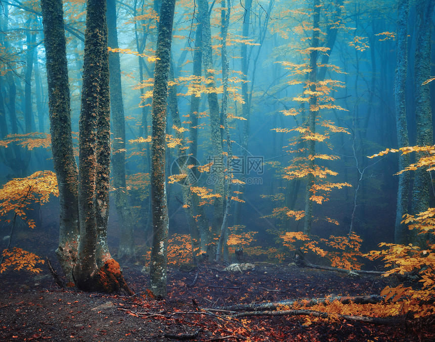 秋天的雾林神秘的秋林黄昏的蓝雾中老树景观树木,五颜六色的橙色叶子雾自然迷人的雾林,神奇的气氛秋天图片