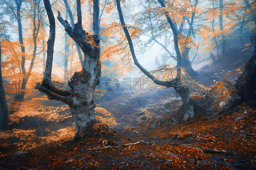 秋天的雾林早晨雾中神秘的秋天森林老树景观树木,五颜六色的橙色叶子雾自然迷人的雾林,神奇的气氛秋天的图片