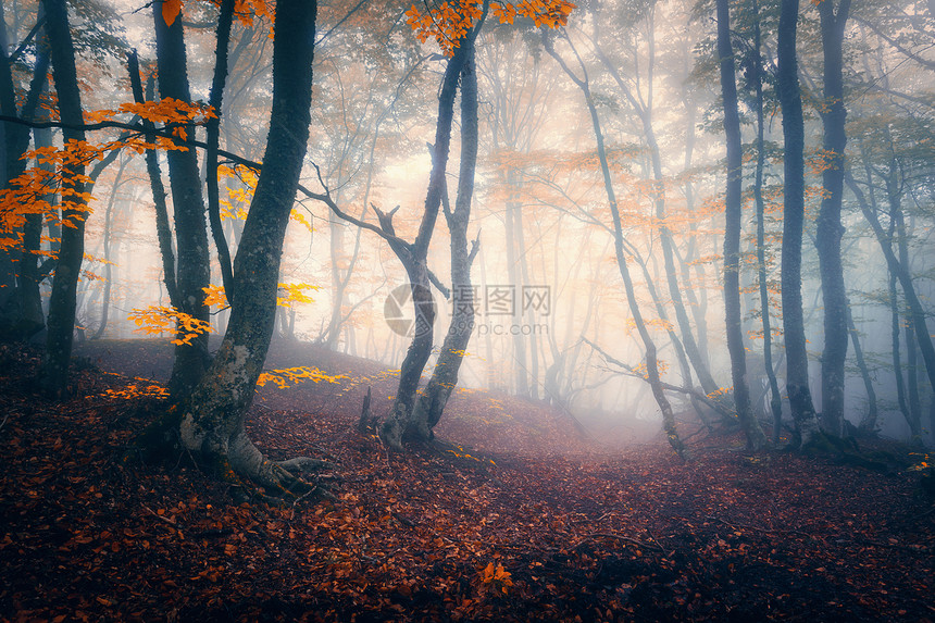 蓝雾中的秋天森林神秘的秋树,薄雾中小径老树五颜六色的景观,树木,小径,树叶雾自然背景充满神奇气氛的可图片