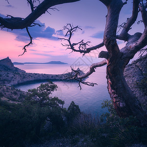 紫色旅行箱日出时克里米亚山上令人惊叹的老树早晨树木岩石海洋紫色天空的五颜六色的景观黄昏时山上的夏林旅行自然背景背景