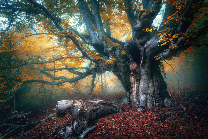 雾中的仙女树大树枝橙色叶子的老魔法树雾中神秘的秋天森林神奇的森林令人惊叹的彩色景观与薄雾树与红色树叶大自图片