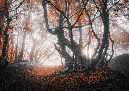 雾中神秘的秋天森林日出时神奇的老树五颜六色的景观,雾森林,小径红色的叶子秋天的仙女森林秋天的树林魔法树背景图片