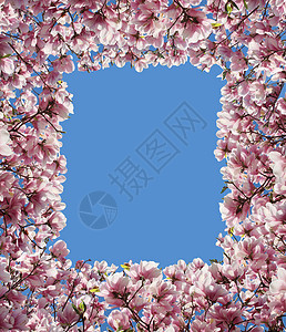 蓝色浪漫边框玉兰花边框,粉红色花瓣,棵春天的树上盛开,绿叶装饰元素,代表自然之美重生之美背景