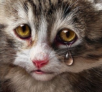 动物虐待宠物的残忍忽视,用只悲伤的哭泣的小猫,用绝望的眼泪看着观众,这个需要人道待生物的背景图片