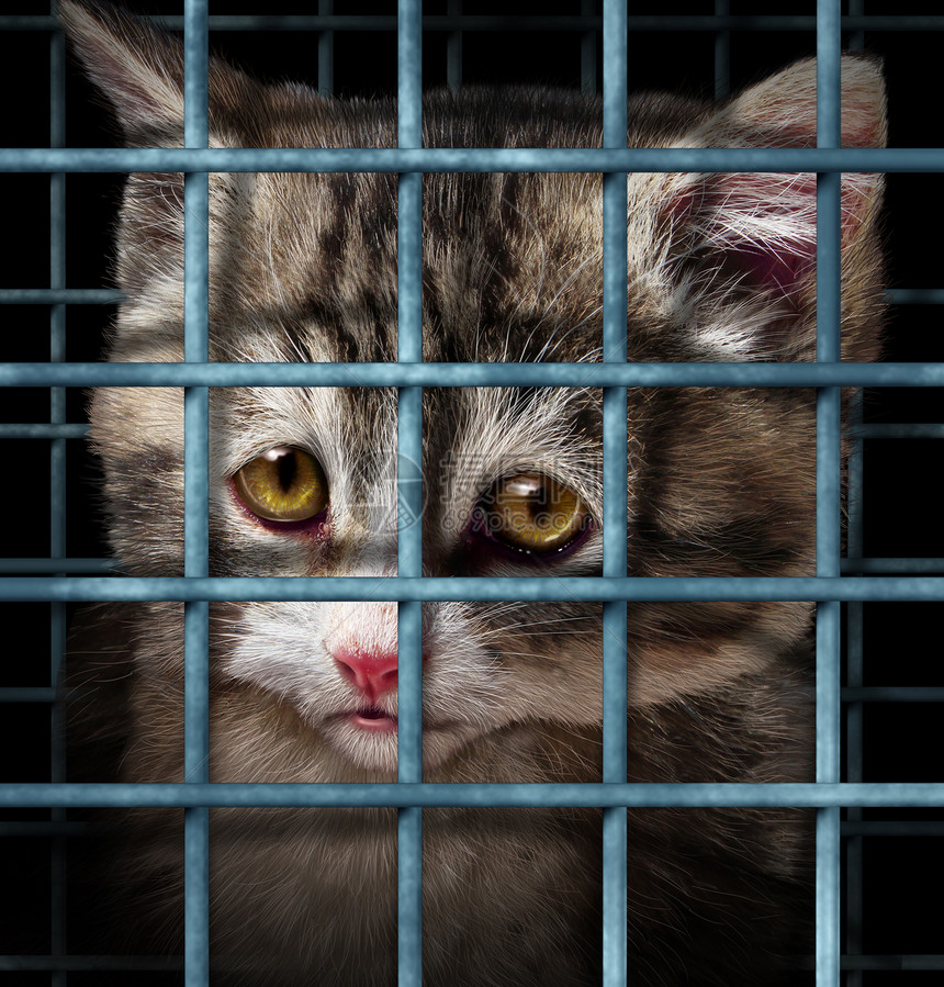 宠物收养的,孤儿想要的动物,如猫狗被关收容所的宠物,代表个悲伤可爱的小猫金属监狱的酒吧图片