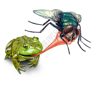 吃苍蝇青蛙青蛙捕捉昆虫与粘舌头自然生命周期的自然,其中绿色两栖动物吃苍蝇昆虫生存白色的背景背景