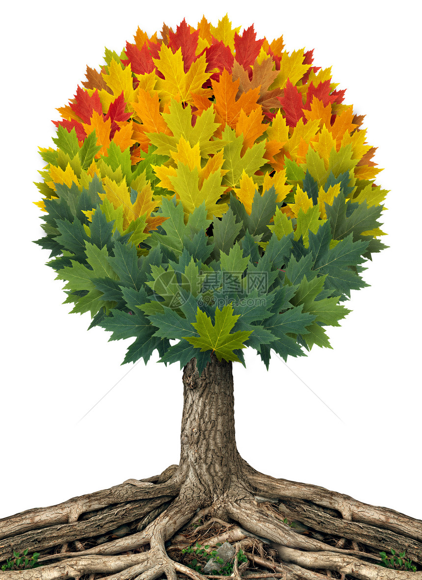 秋天的树Symol春夏秋季的与棵树,叶子的形状,绿色变成橙色,红色黄色,树干根白色的背景上,变化的象征图片