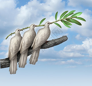 集体外交种谈判平的,三只白鸽伙伴关系友谊同努力,着橄榄枝,博爱的象征,并希望人类自由之旅中的未来背景图片