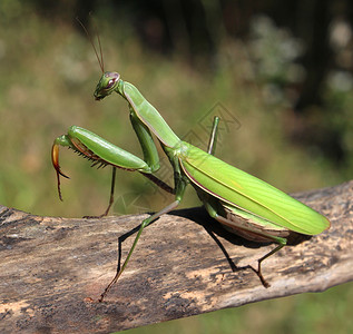螳螂昆虫自然界中害虫的象征图片