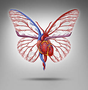 健康的人类生活方式心血管研究种心脏器官,形状像蝴蝶,翅膀飞来,比喻积极的生活健身疾病研究的成功背景图片