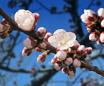 春天的花朵以杏树的萌芽花大自然更新的植物象征图片
