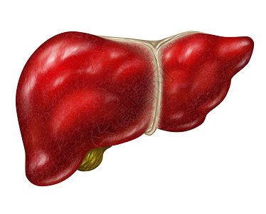 腺样体人肝体部分白色背景上分离,以胆囊为医疗保健,消化系统解剖消化的重要器官,健康腺体解背景