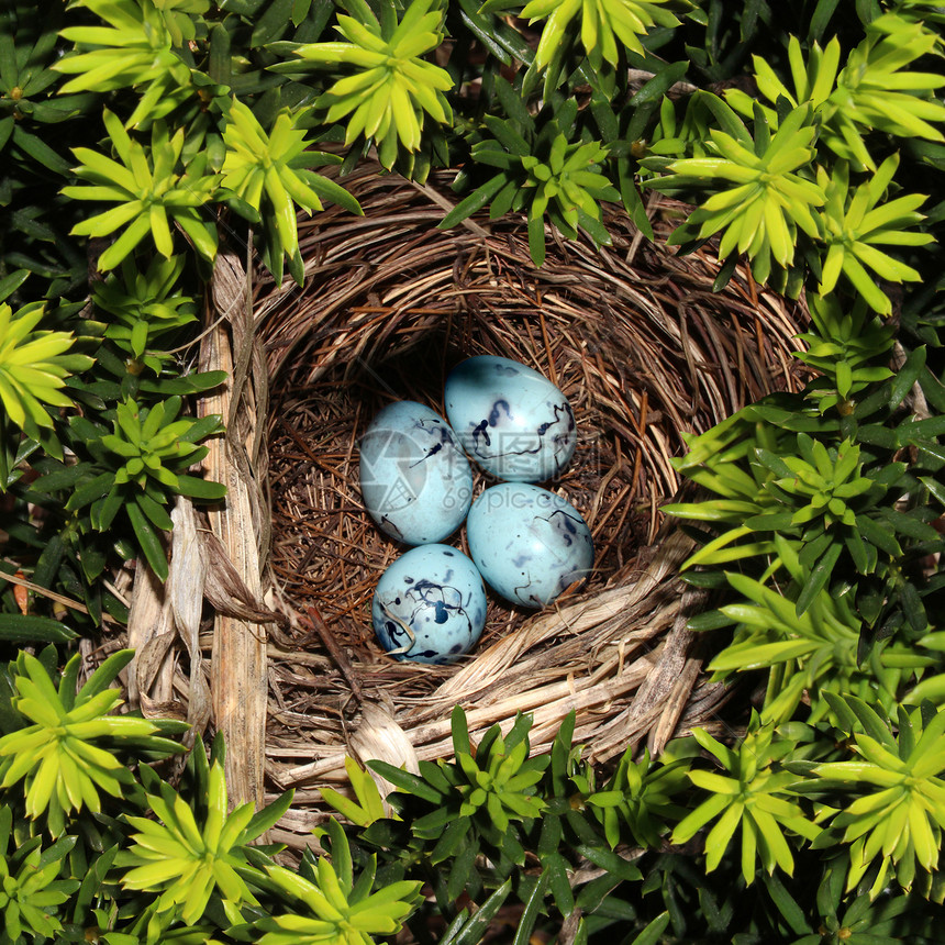 鸟巢松树树枝上,四个蓝色的鸡蛋,脆弱脆弱投资安全保护自然环境的象征图片