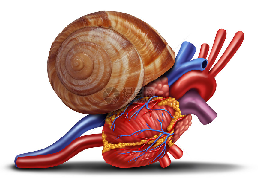 缓慢的心率人体解剖上的蜗牛壳,个健康的身体医疗保健的象征,内部心血管器官的问题图片