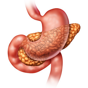胰腺医学人体器官个胰腺消化腺体部分,胃肠内分泌系统的健康标志,白色背景上分离出三维插图元素背景图片