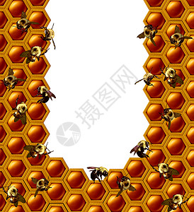 蜂窝蜂窝框架与工作蜜蜂昆虫个白色中心与三维插图元素图片