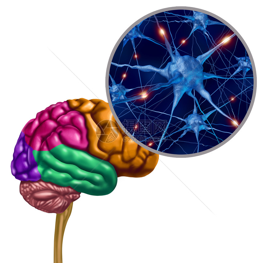 脑叶活动神经元人类思维的OGAN,神经元放大三维插图元素图片