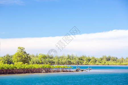 泰国普吉岛公园苏林岛红树林海岸图片