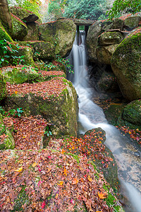 宫岛,广岛,日本莫米吉达尼公园背景图片