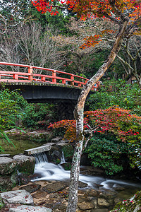 宫岛,广岛,日本莫米吉达尼公园背景图片