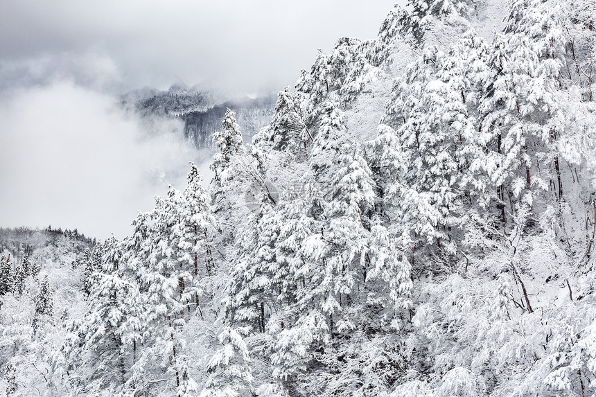 冬季景观中的雪林图片