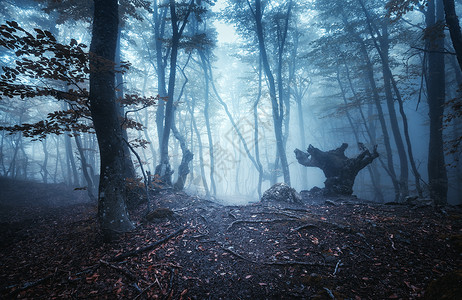 神秘的深秋森林,带着蓝雾的小径风景与迷人的树木与橙色的叶子树枝上风景与小径梦幻的旧雾森林秋天的颜色自然复背景图片