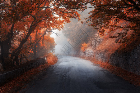 乡村道路雾令人惊叹的秋天红森林,雾中路秋天红色叶子的树五颜六色的风景,树林,道路,橙色红叶,还雾旅行自然背景背景