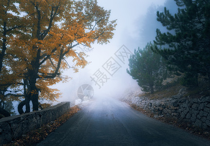 神秘的秋雾森林与道路雾中飘落薄雾树林五颜六色的风景树木,山路,橙色叶子,蓝雾旅行秋天的背景魔法森背景图片